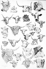 Fine Bovine - by artist Susan Lynes
