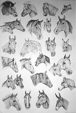 Fine Equine - by artist Susan Lynes